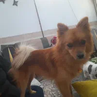 سلام سگ شیتز فلت وتوله  معاوضه میکنم با پرنده