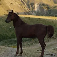 اسب نر