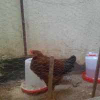 جوجه ۶ ماهه رسمی