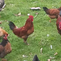 خروس محلی یک ساله