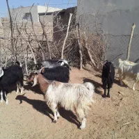 بُز داشتی|حیوانات مزرعه|دهلران, |دیوار