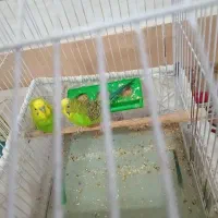 تعدادی|پرنده|شوشتر, |دیوار