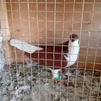 ساده سرخ پر خال سیاه با ماده خال لیمویی