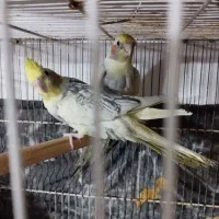 عروس هلندی جفت جوانه