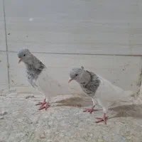 کفتر کله دار