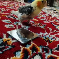 عروس هلندی سخنگو نر