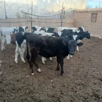 فروش گوساله|حیوانات مزرعه|بشاریات, |دیوار