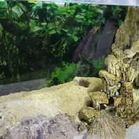 آکواریوم|ماهی|رشت, دیانتی|دیوار