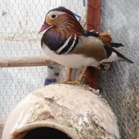 یک جفت اردک ماندارین رنگی دو ساله به شرط