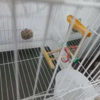 قفس بزرگ پرنده|لوازم جانبی حیوانات|ارومیه, |دیوار