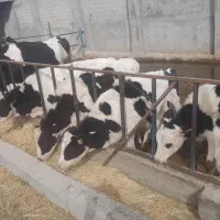 گوساله ماده هلشتایین