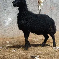 بره قوچ فرفری