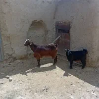 بزوبزغال شیری