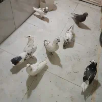 کبوتر پرشی