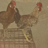 فروش تعداد جوجه خروس و یک عدد اردک
