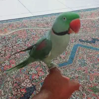 شاه طوطی