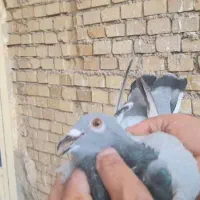 کبوتر  پلاکی  کفتر پرنده مسافتی سبز چاپی|پرنده|اهواز, ملاشیه|دیوار