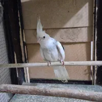 ۳ عدد عروس هلندی فروشی آزادشهر