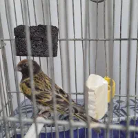 قناری ابلغ ماده آماده و گلبسر جوجه قفس نر نیمه قرص|پرنده|تهران, کوثر|دیوار