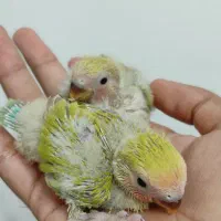 طوطی برزیلی سرلاکی