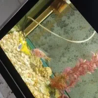 ماهی لجن خوار