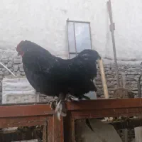 خروس زینتی