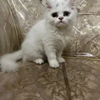 پرشین سفید