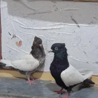 کبوتر سینه ای|پرنده|شوشتر, |دیوار