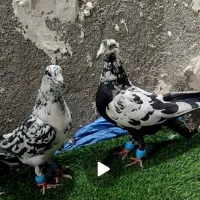 پرنده خوشکل