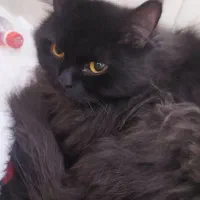 فروش گربه پرشین اصیل ماده