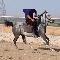 اسب کرد