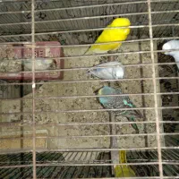 مرغ عشق مفت