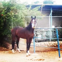 فروش اسب عرب خالص ایرانی