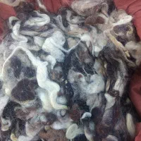 پشم گوسفند تمیز