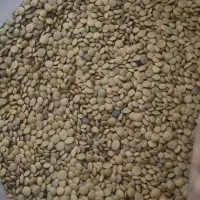 عدس ارگانیک محلی