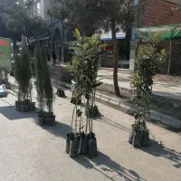 نهال فروشی|خدمات باغبانی و درختکاری|بجنورد, |دیوار