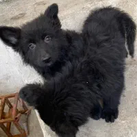 ژرمن بلک کینگ ۲ماهه (ماده)