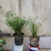 گل نخل مرداب