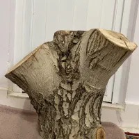 تنه درخت گردو