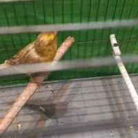 قناری نره ابلغ شتری