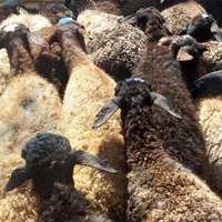 گوسفندوبره نرشالی ومغان|حیوانات مزرعه|قزوین, |دیوار