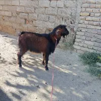 یکا بز ماده سالم هست
