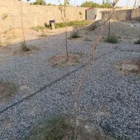 باغ-چهار-دیواری-625متری-در-ملارد