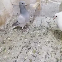 ماده سبز دم سفید قیمت ۶۰۰