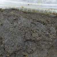 سبزی سرخ شده