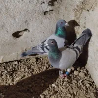 کبوتر مسافتی