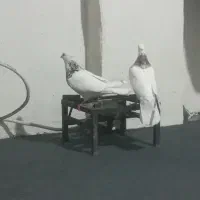 کبوتر الماسی