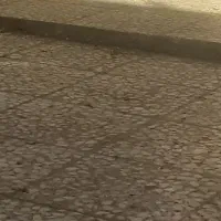 سگ نژاد دار|سگ|الوند, |دیوار