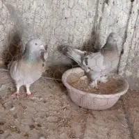 جفت سوسنی بزن