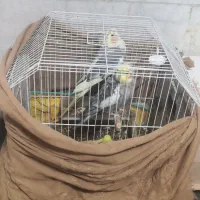 جفت عروس هلندی|پرنده|نرماشیر, |دیوار